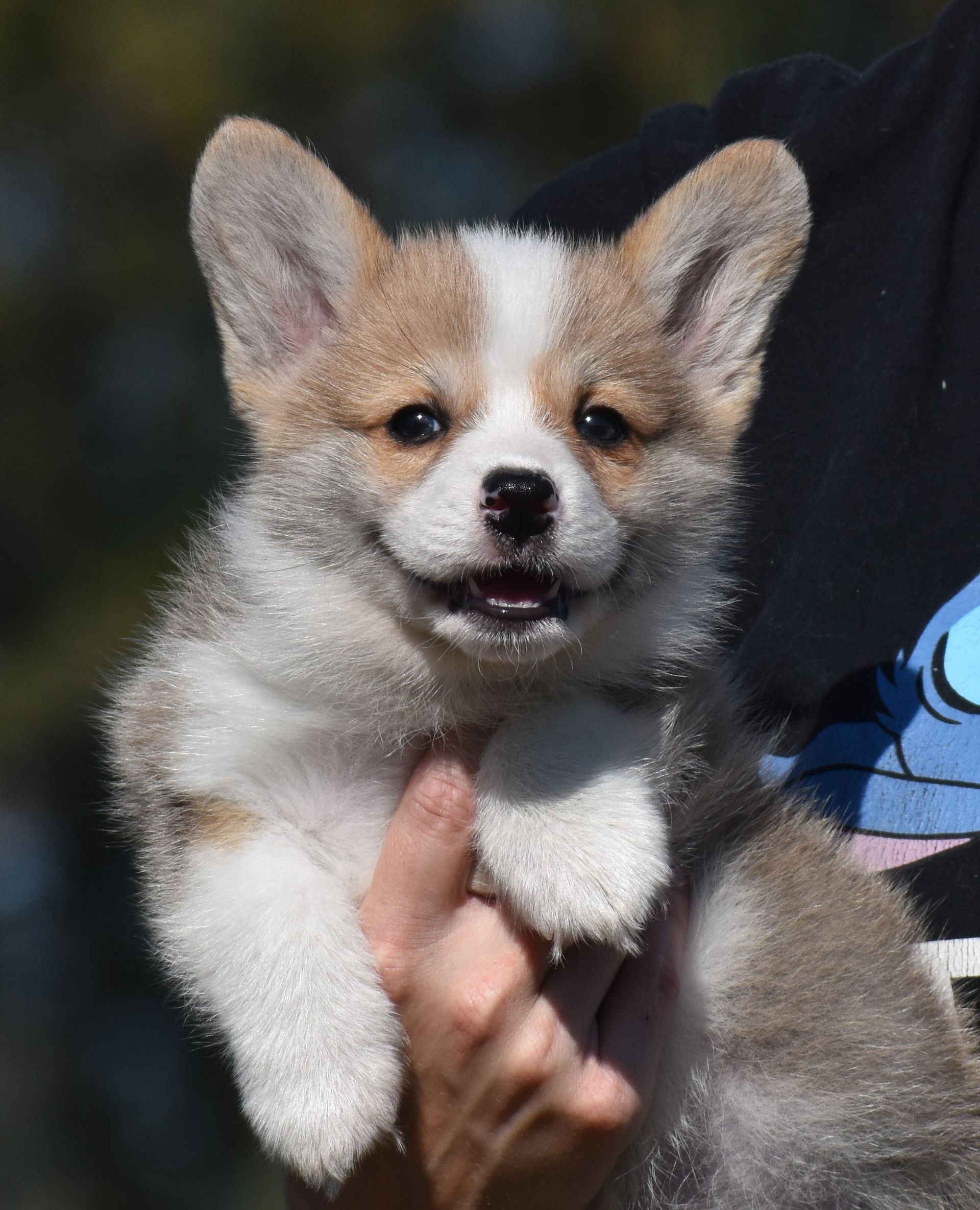 Dudley, Pembroke Welsh Corgi puppy at F&M Corgis, photo 4
