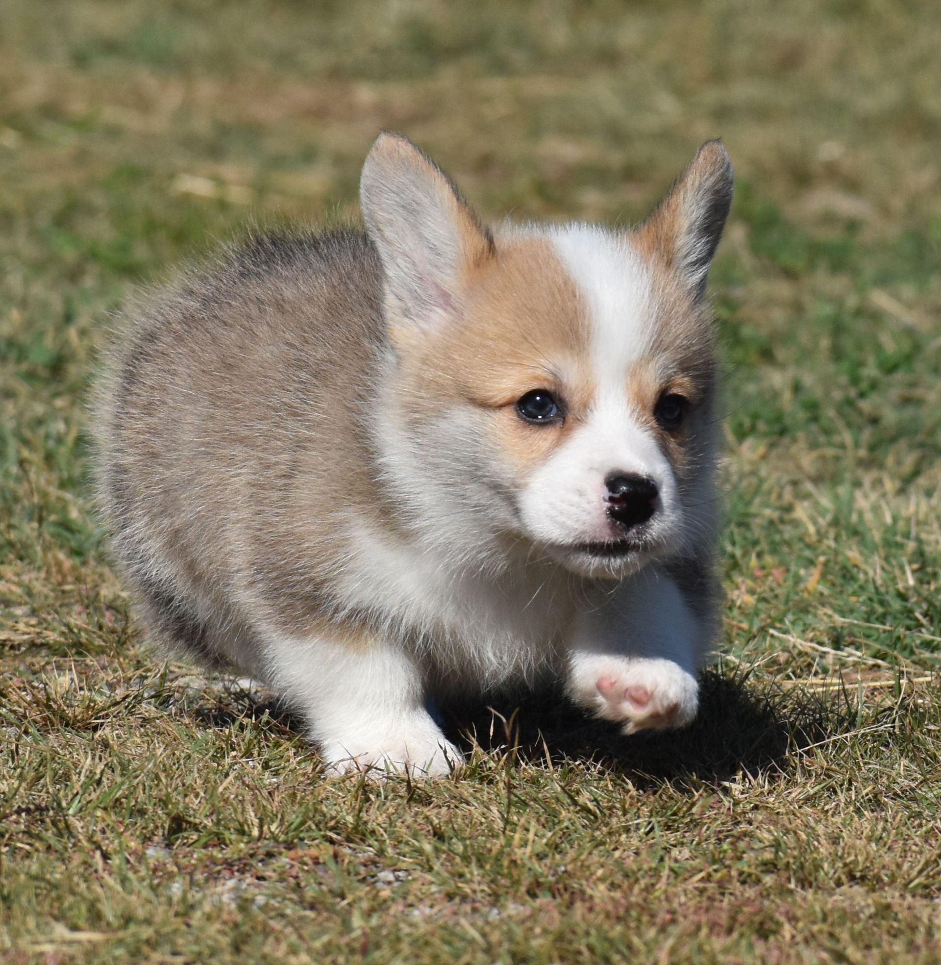 Dudley, Pembroke Welsh Corgi puppy at F&M Corgis, photo 3