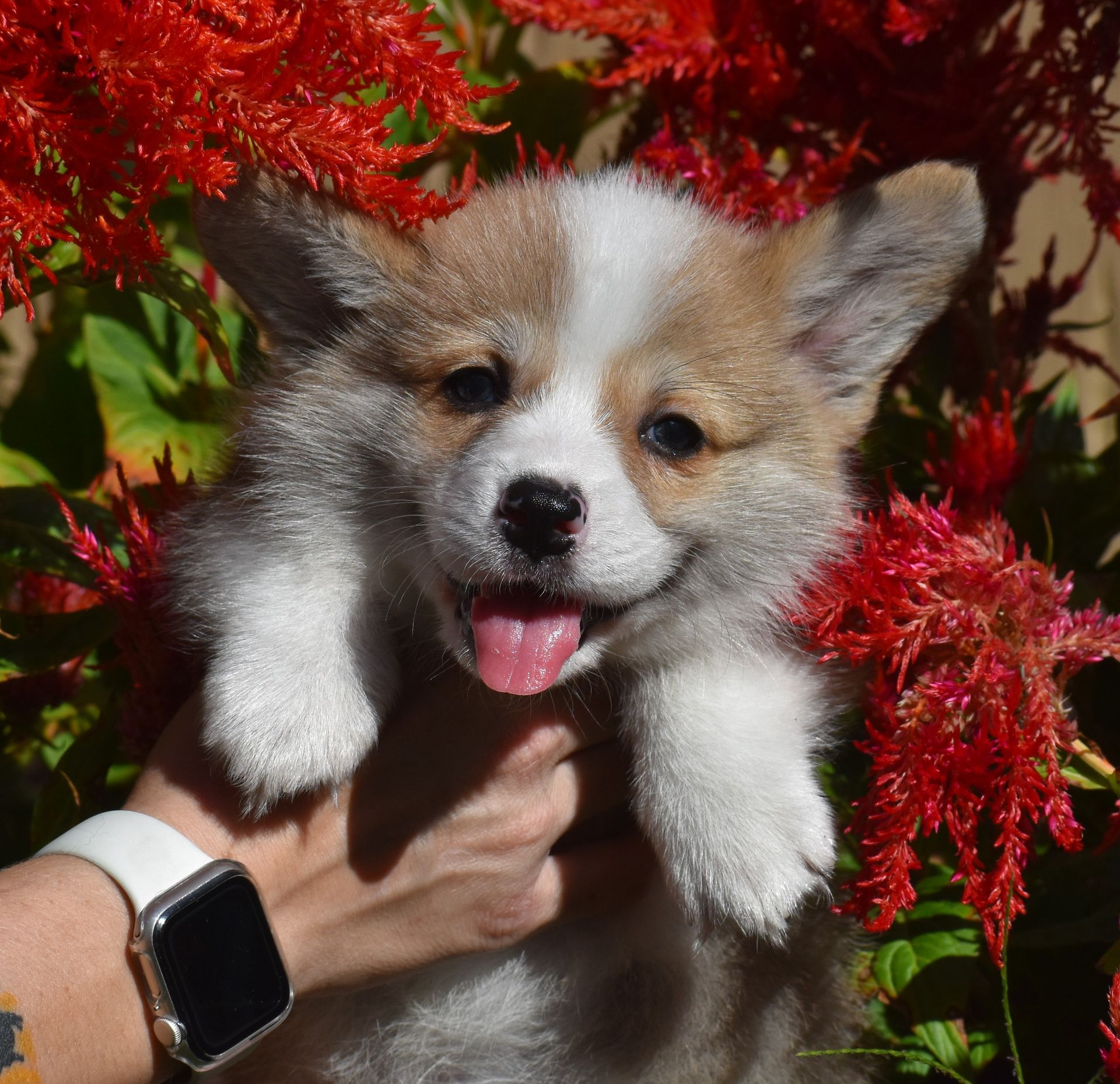 Dudley, Pembroke Welsh Corgi puppy for sale at F&M Corgis