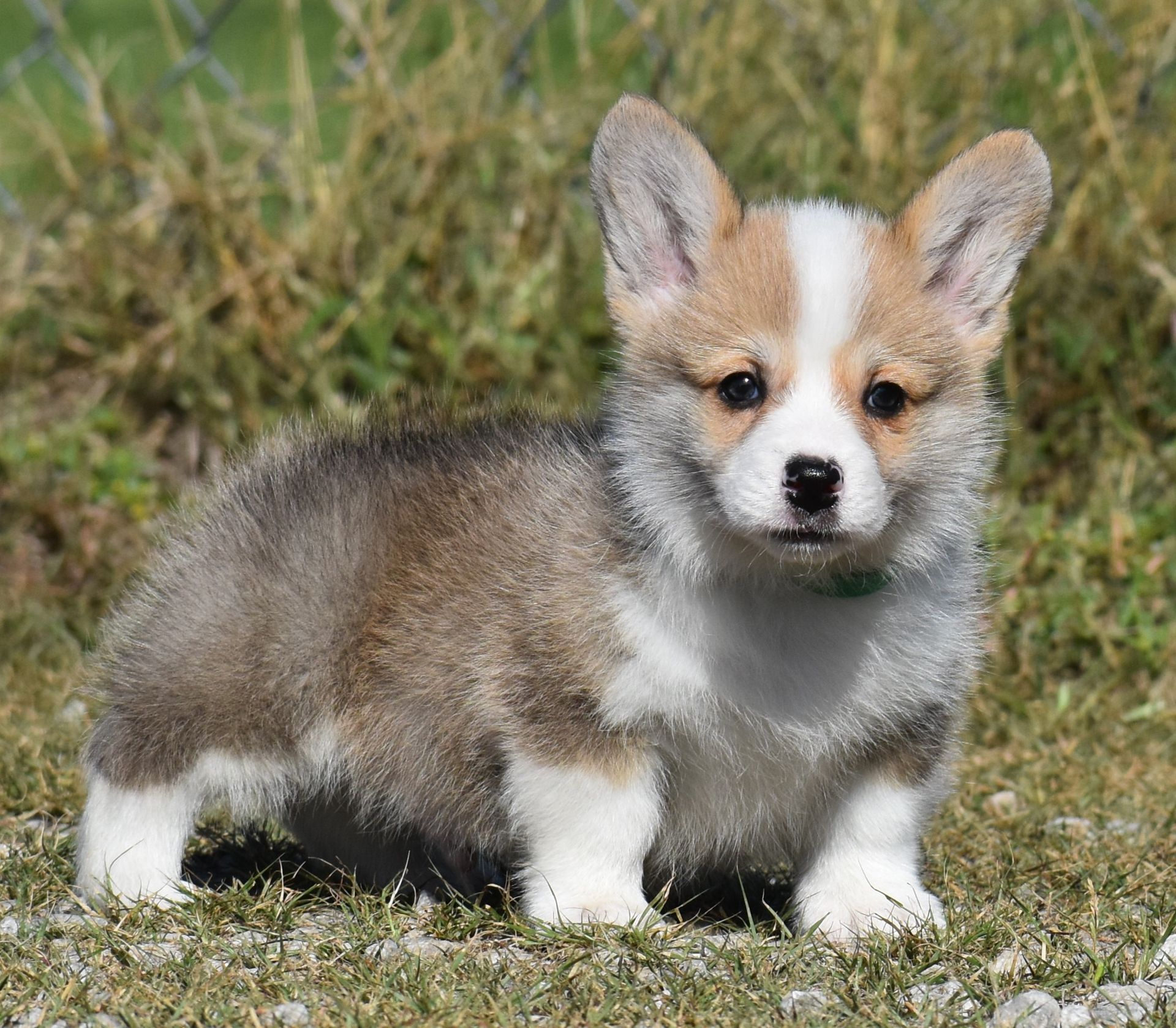 Dudley, Pembroke Welsh Corgi puppy at F&M Corgis, photo 2