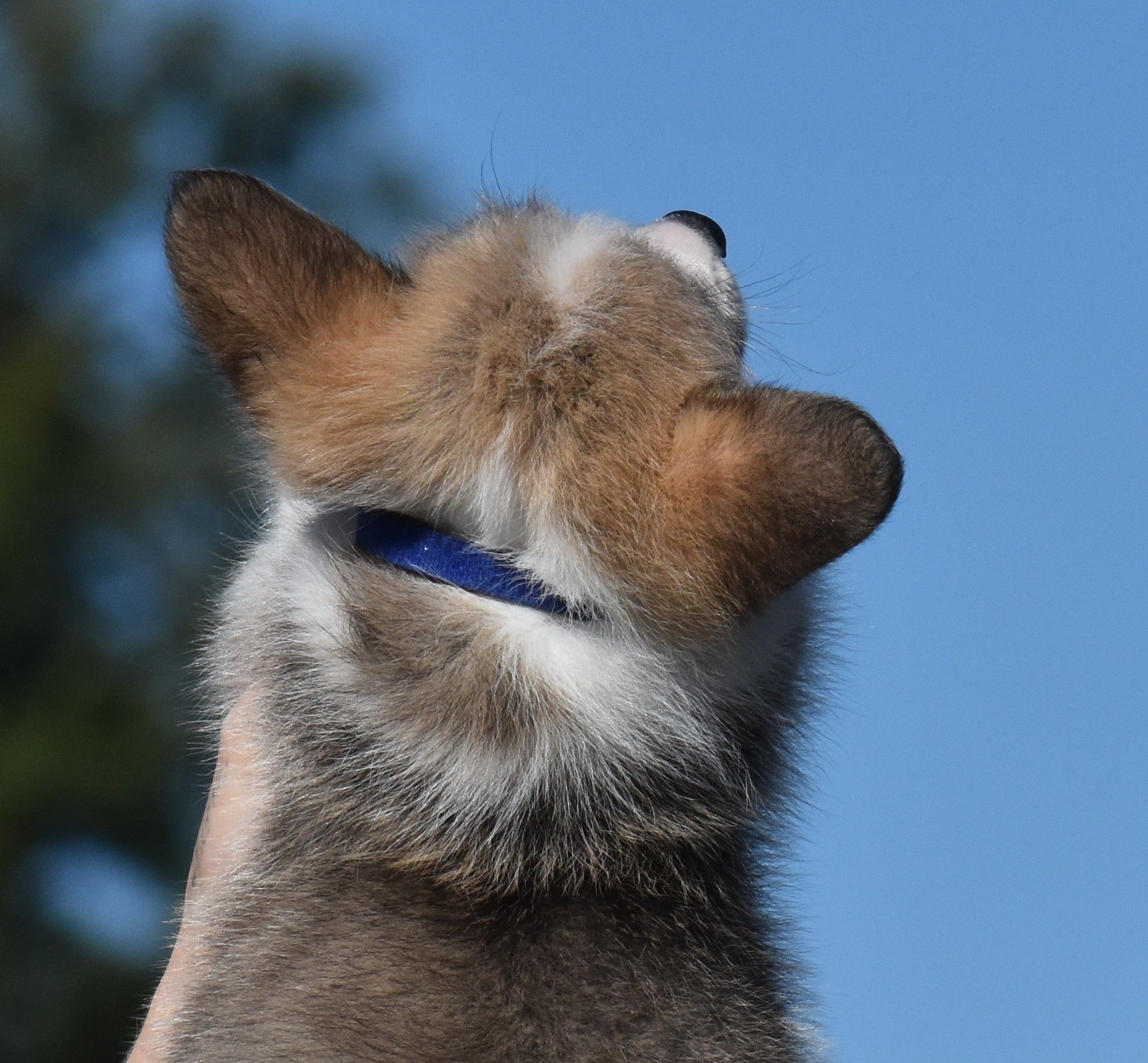 Dusty, Pembroke Welsh Corgi puppy at F&M Corgis, photo 7