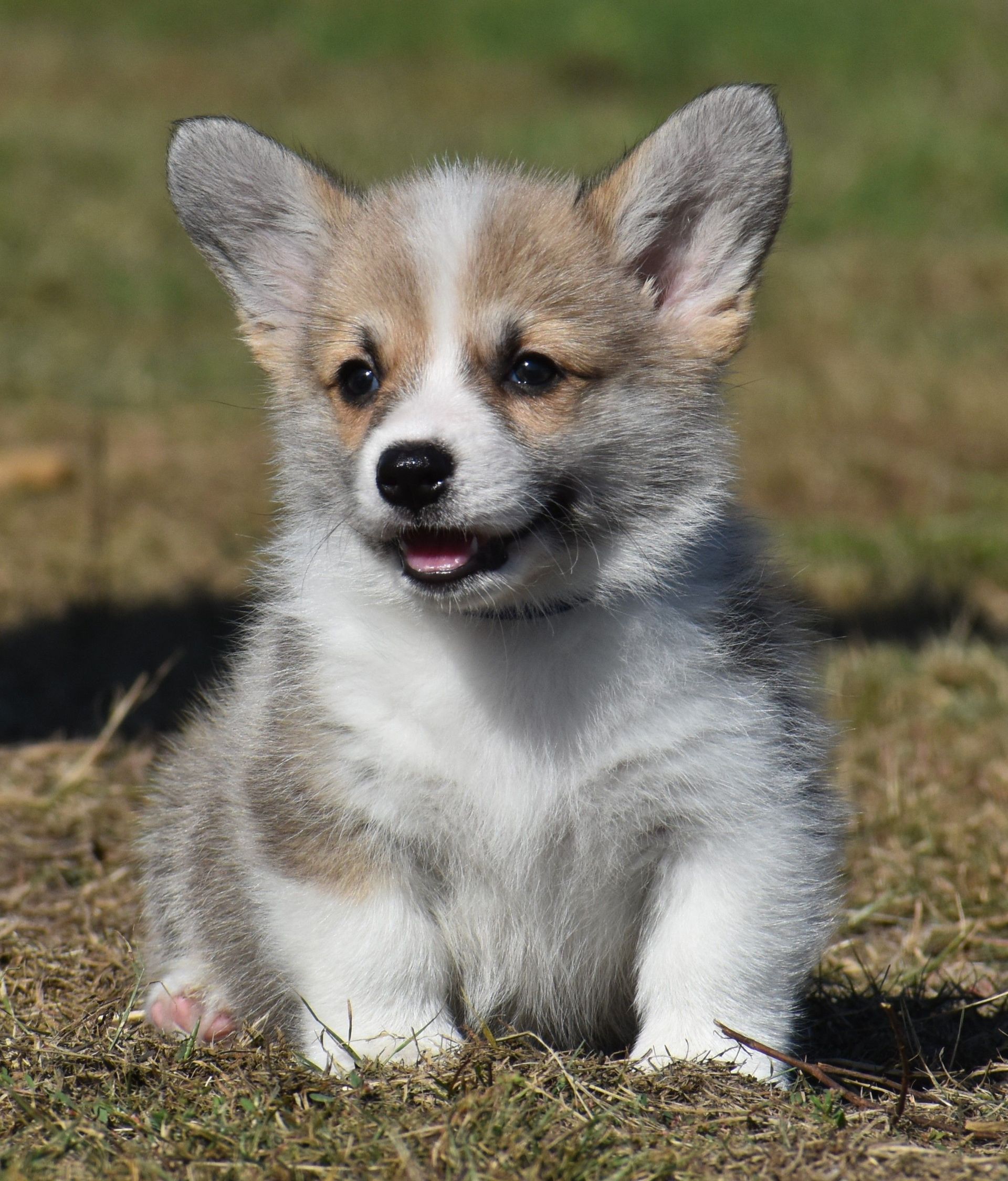 Dusty, Pembroke Welsh Corgi puppy at F&M Corgis, photo 6