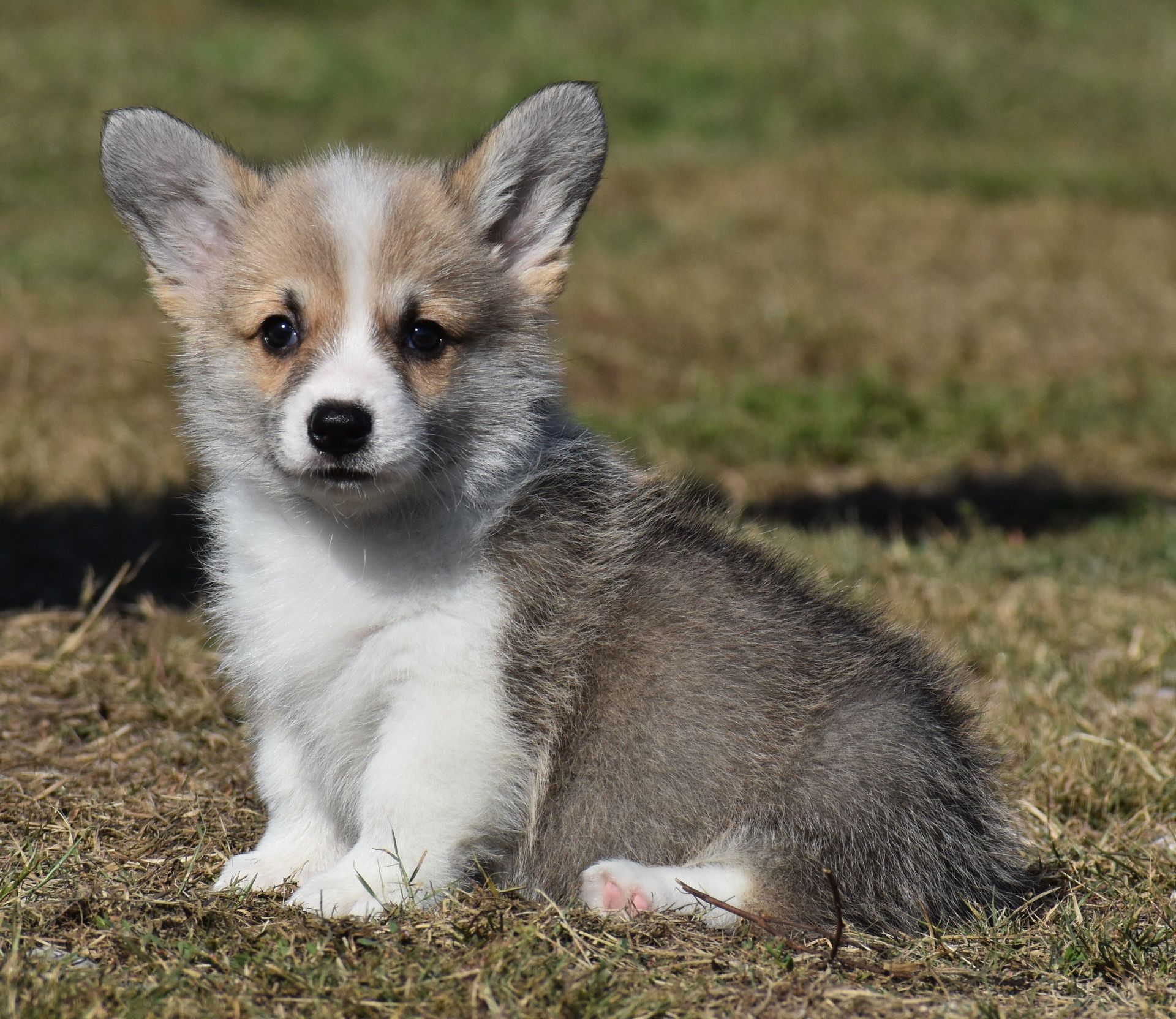 Dusty, Pembroke Welsh Corgi puppy at F&M Corgis, photo 5