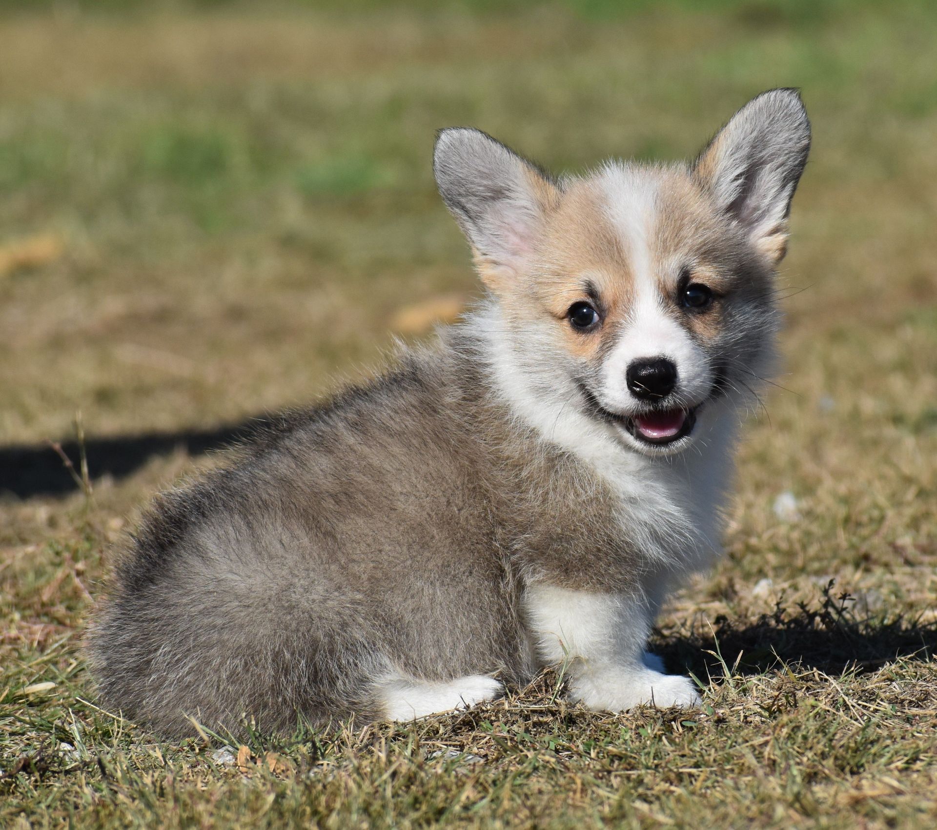 Dusty, Pembroke Welsh Corgi puppy at F&M Corgis, photo 4
