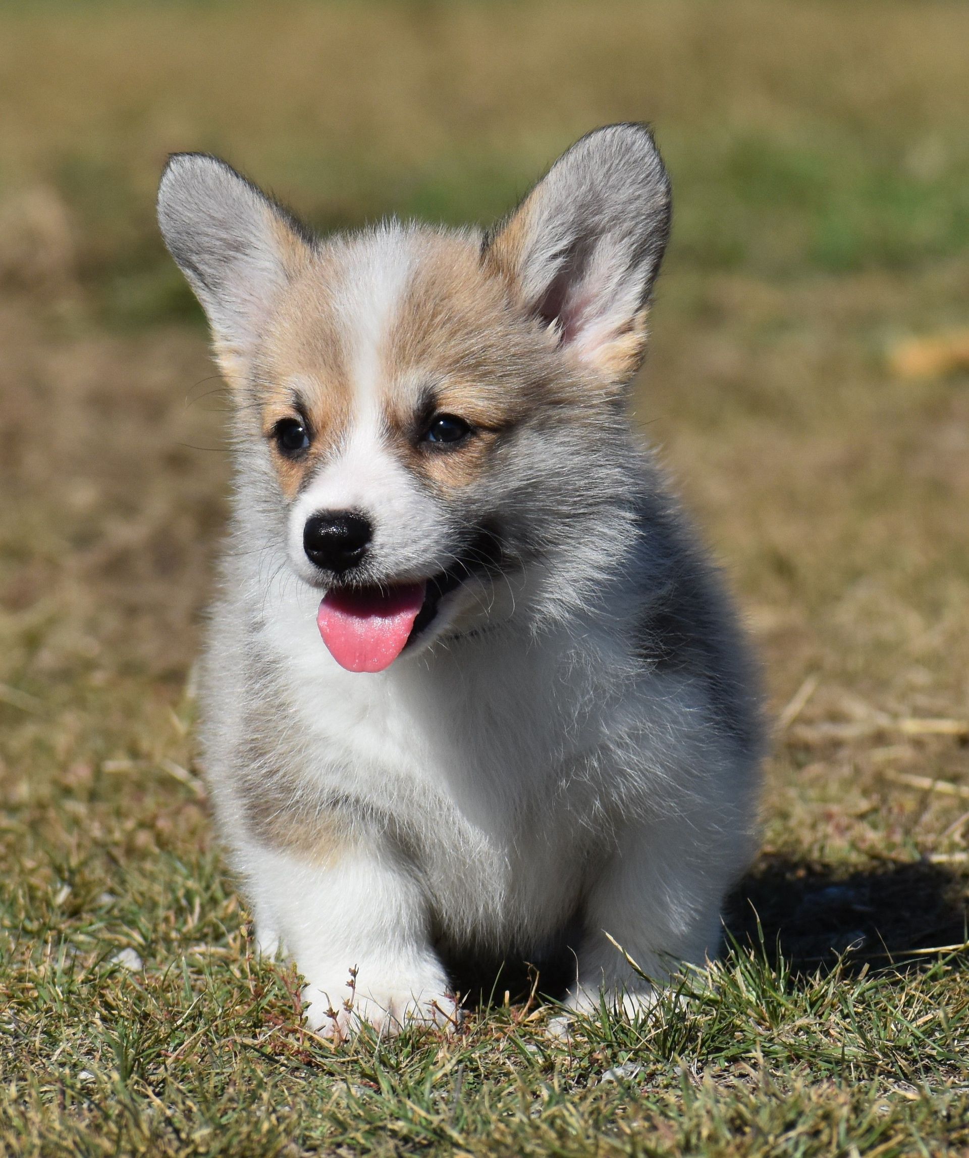 Dusty, Pembroke Welsh Corgi puppy at F&M Corgis, photo 3