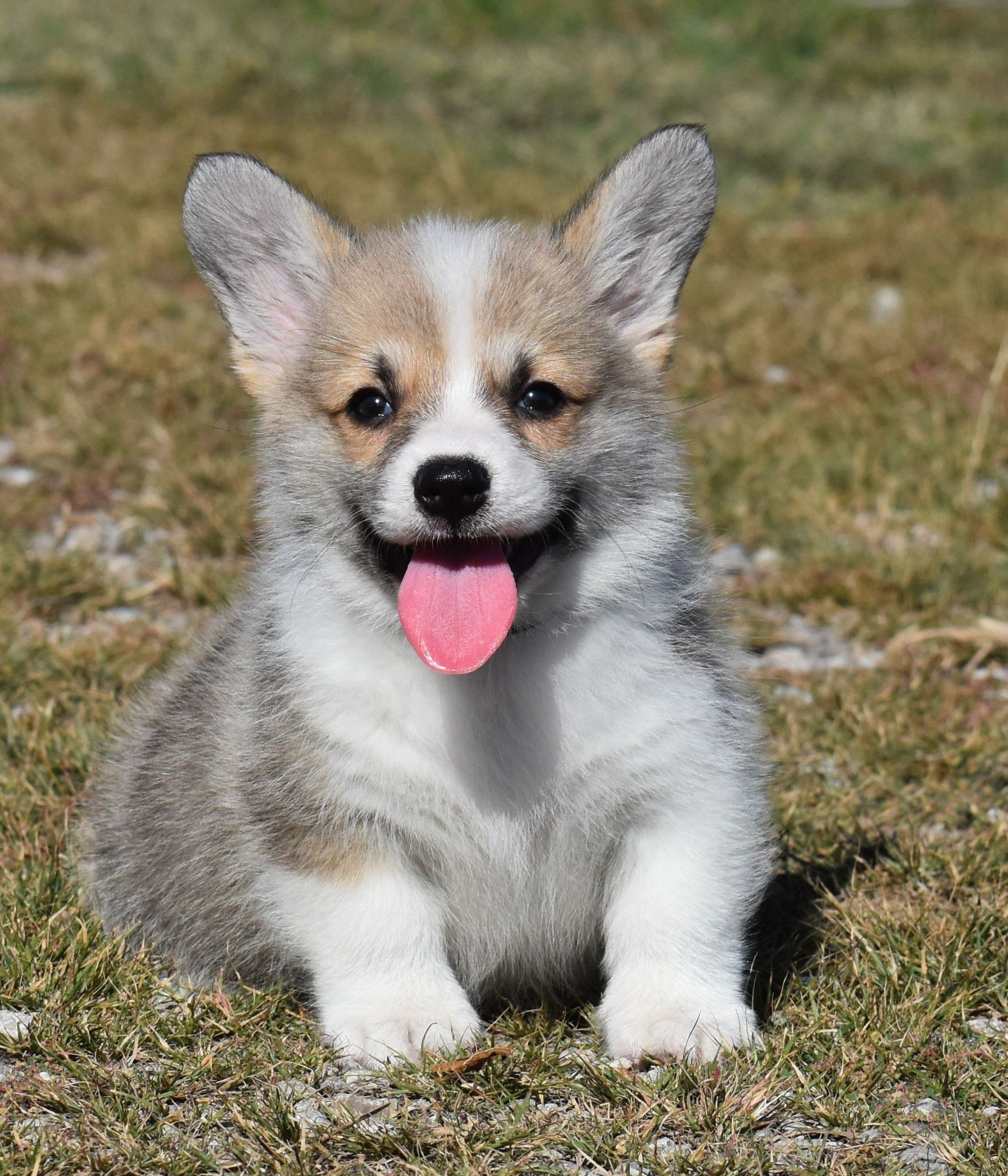 Dusty, Pembroke Welsh Corgi puppy at F&M Corgis, photo 2