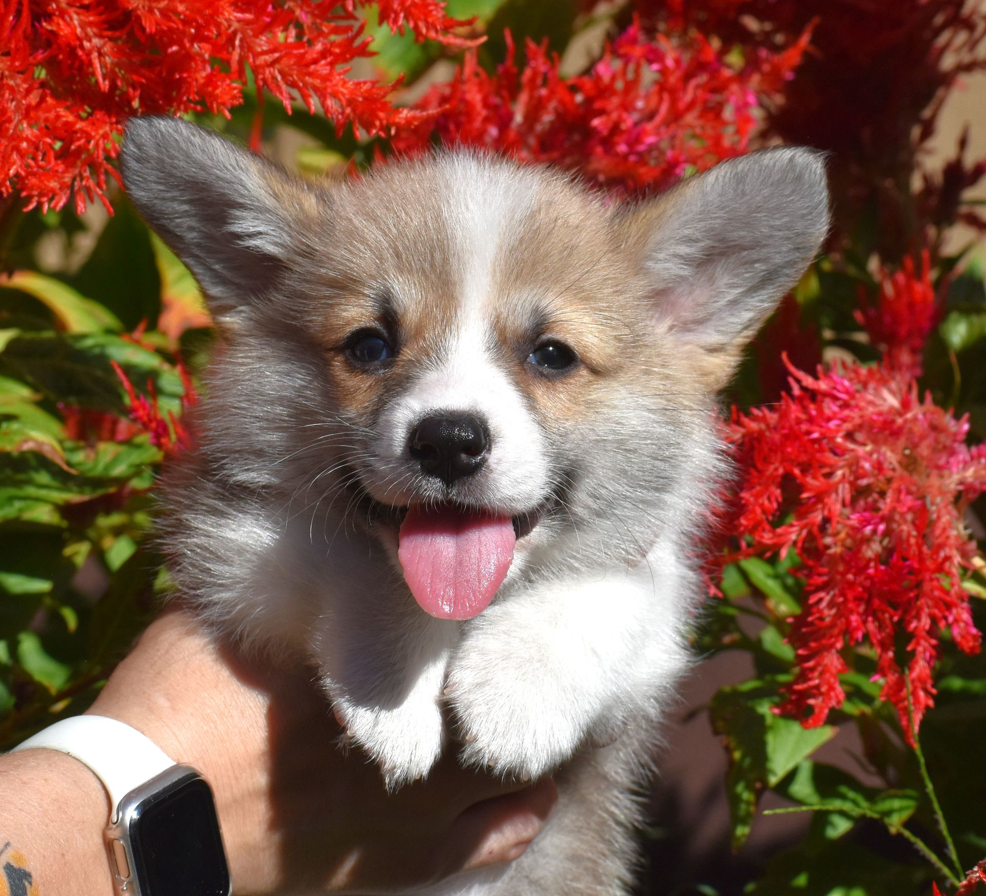 Dusty, Pembroke Welsh Corgi puppy for sale at F&M Corgis
