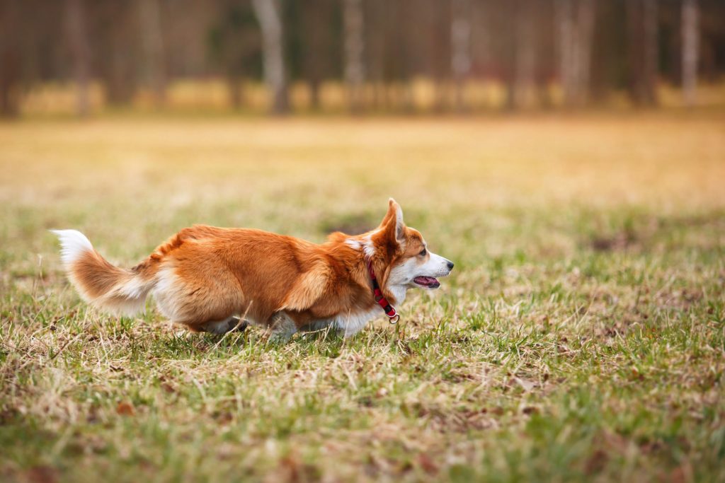 Fall Corgi Care Tips