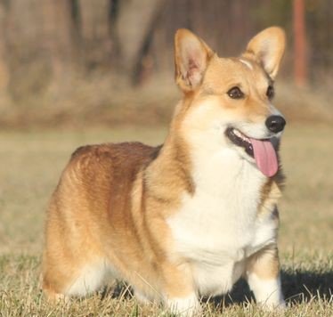 General Corgi Facts & Tips