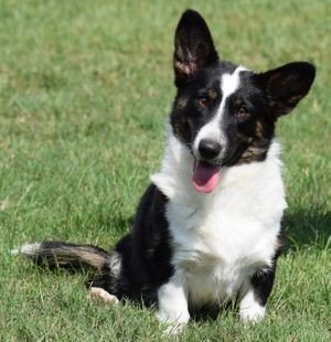 General Corgi Facts & Tips
