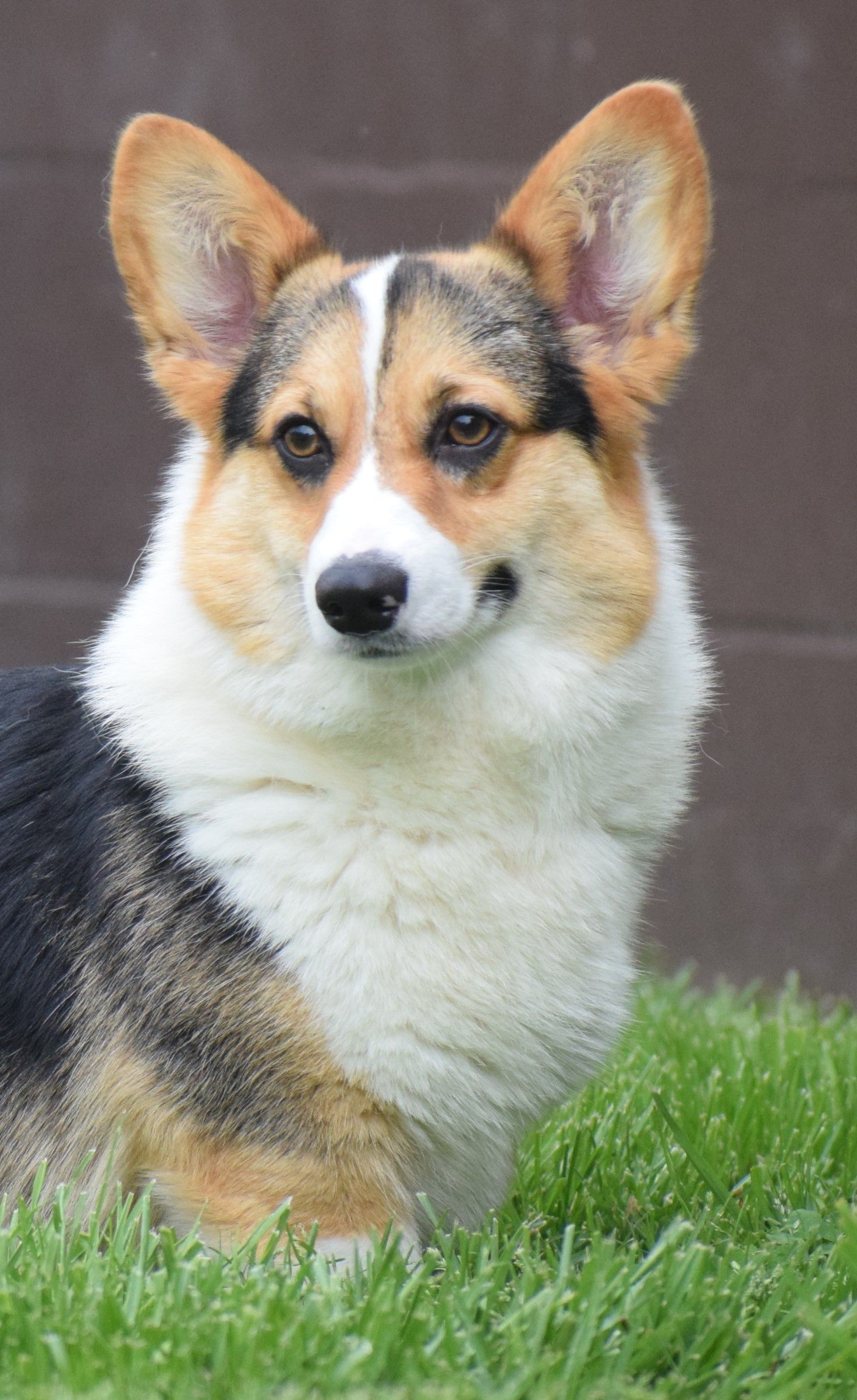 Hailey, Pembroke Welsh Corgi dam at F&M Corgis, photo 5