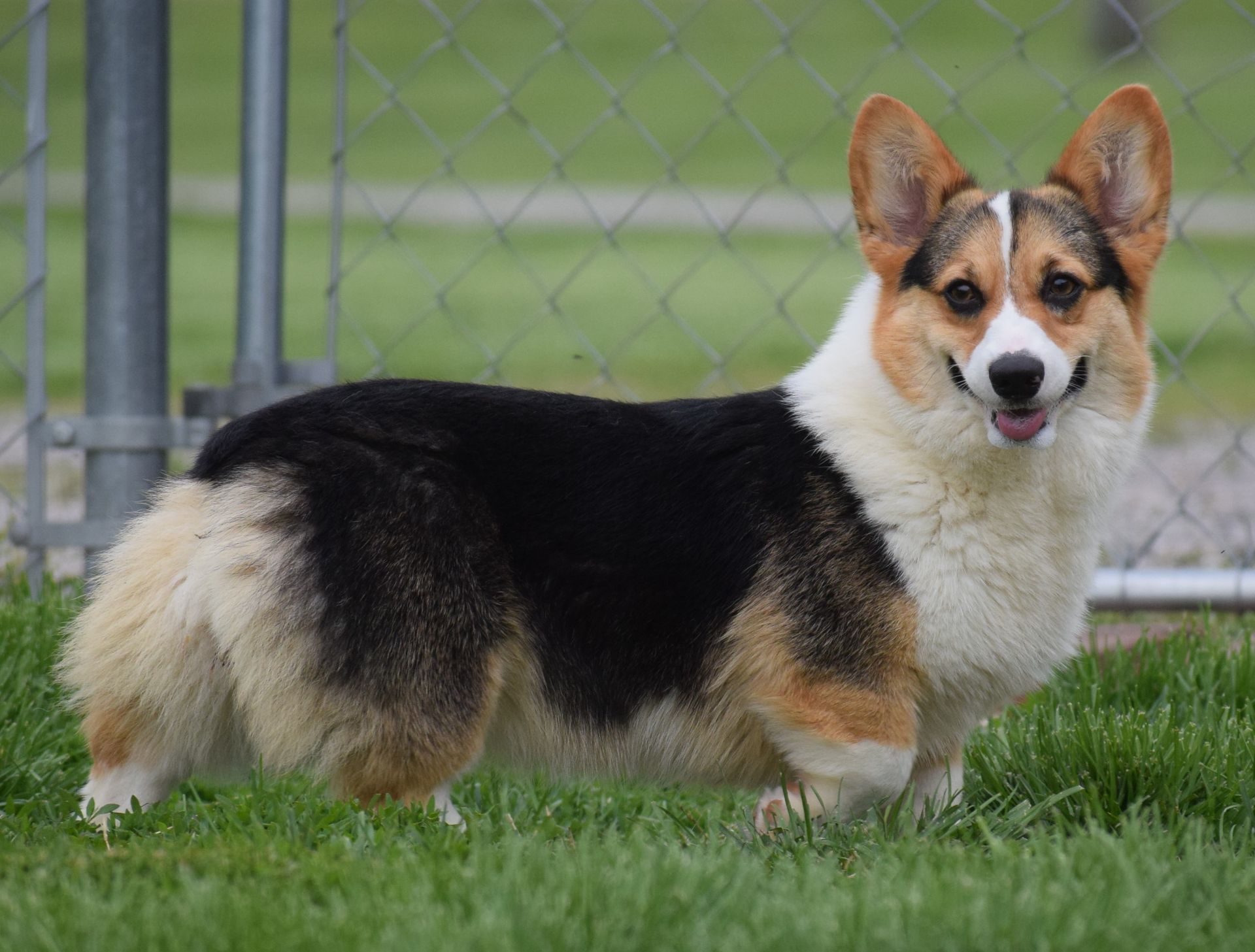 Hailey, Pembroke Welsh Corgi dam at F&M Corgis, photo 4