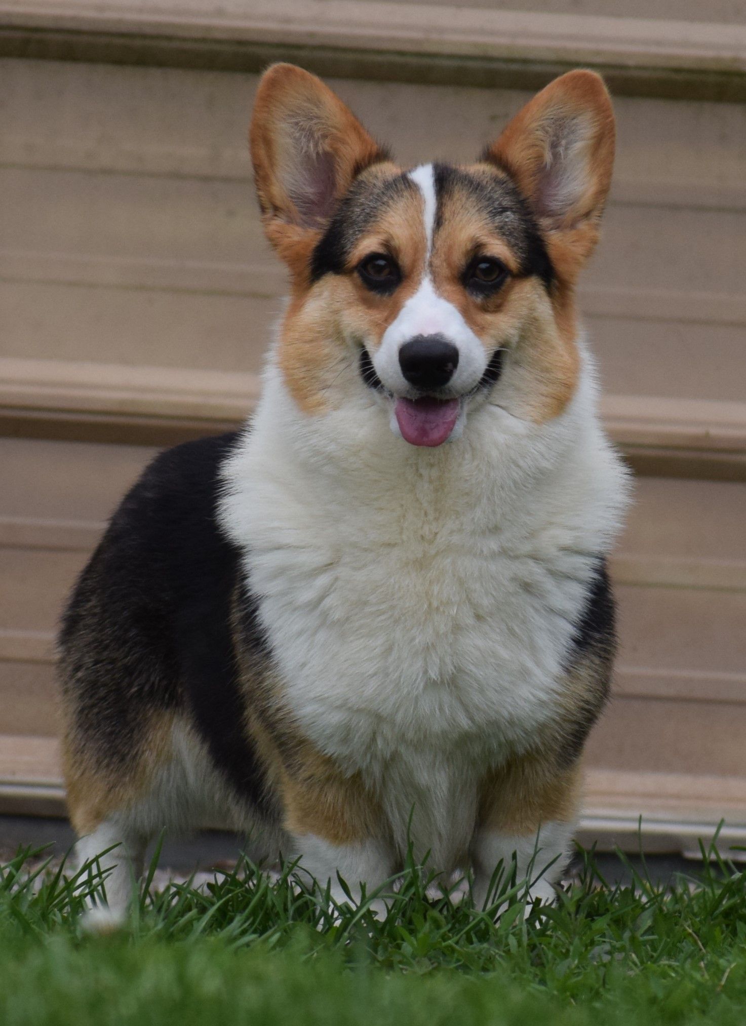 Hailey, Pembroke Welsh Corgi dam at F&M Corgis
