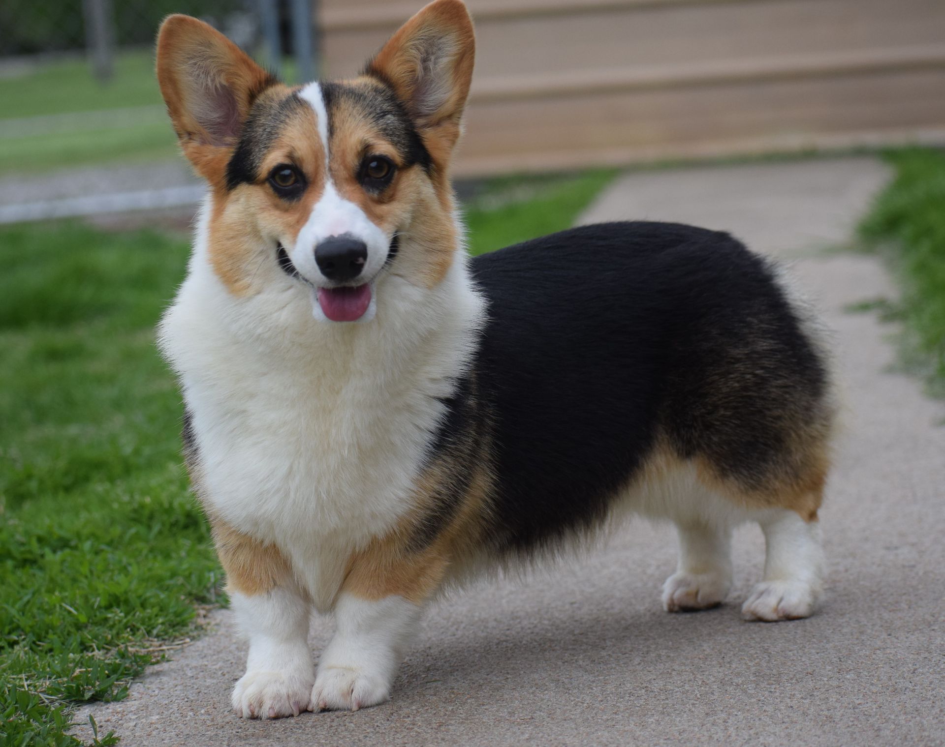 Hailey, Pembroke Welsh Corgi dam at F&M Corgis, photo 2