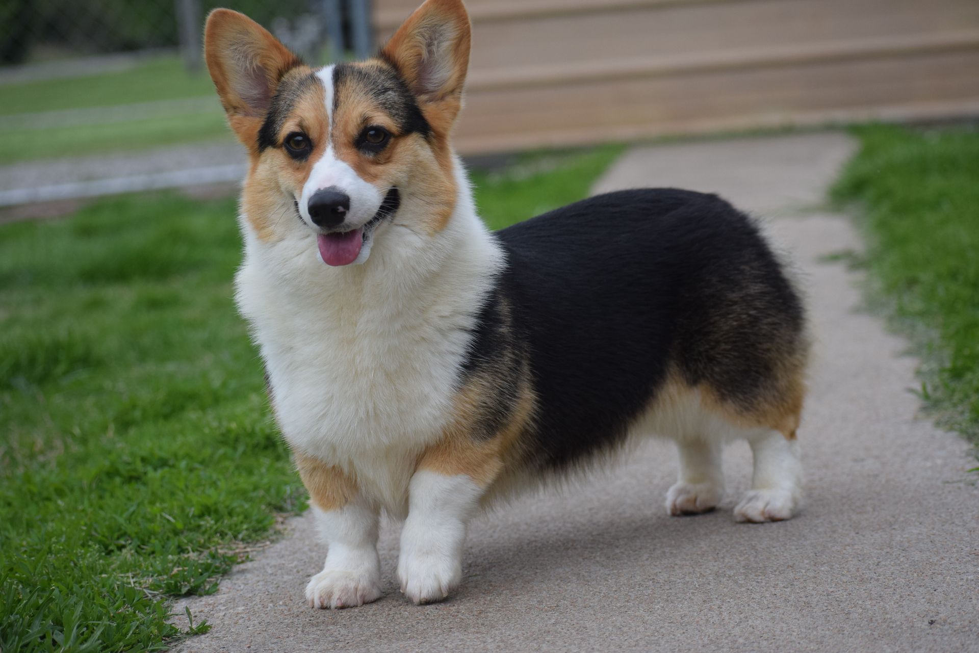 Hailey, Pembroke Welsh Corgi dam at F&M Corgis, photo 3