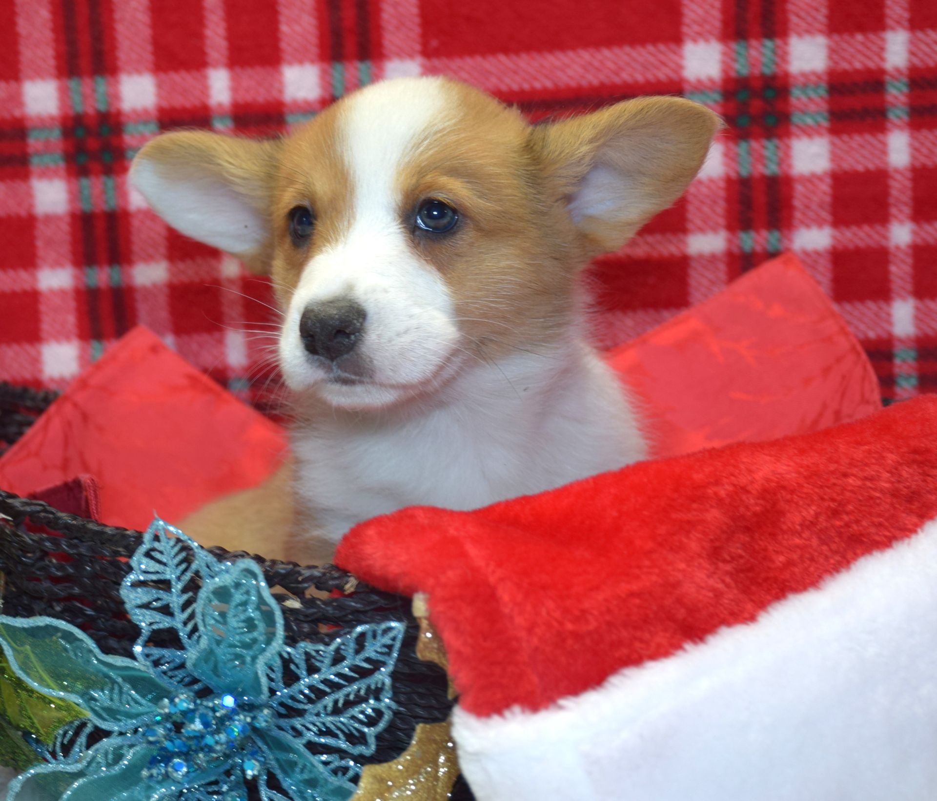 Haze, Cardigan Welsh Corgi puppy at F&M Corgis, photo 9