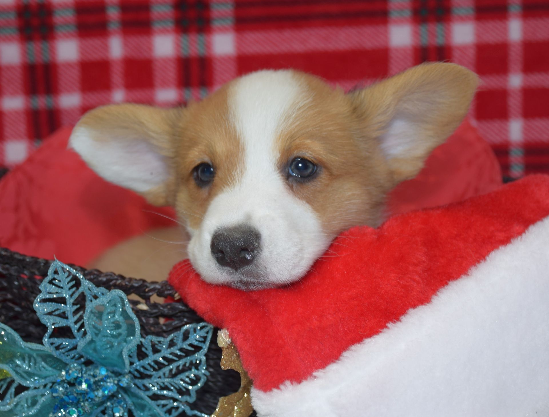 Haze, Cardigan Welsh Corgi puppy at F&M Corgis, photo 7