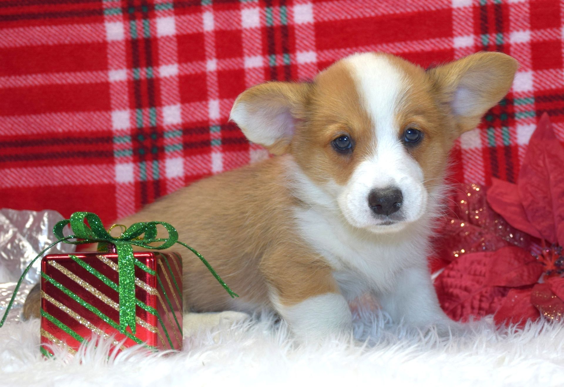 Haze, Cardigan Welsh Corgi puppy at F&M Corgis, photo 8