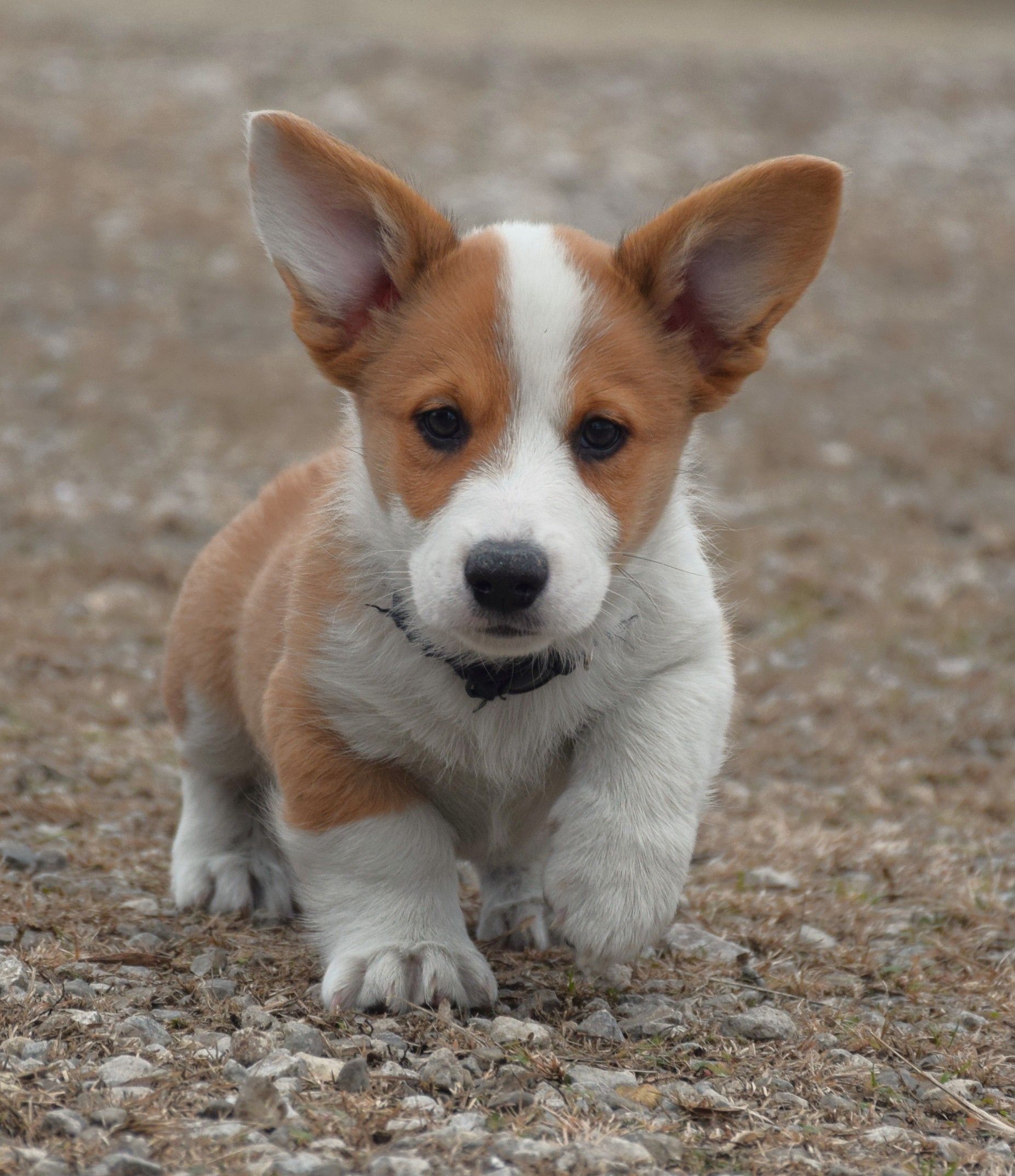 Haze, Cardigan Welsh Corgi puppy at F&M Corgis, photo 6