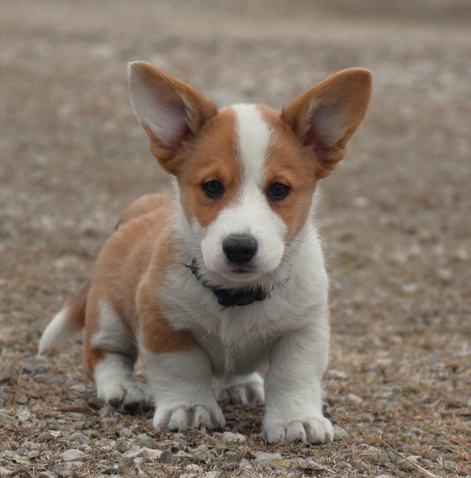 Haze, Cardigan Welsh Corgi puppy at F&M Corgis, photo 5
