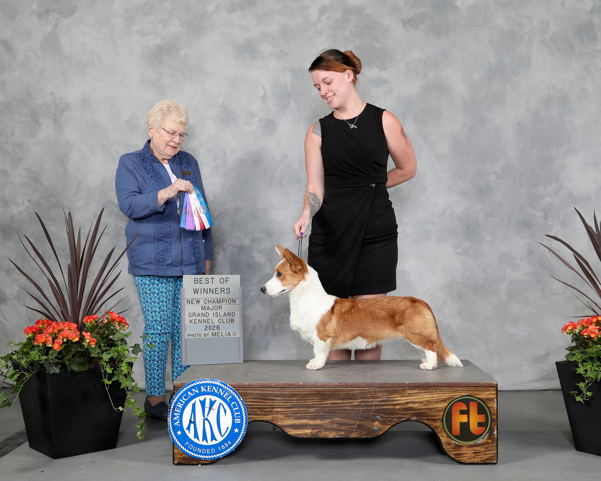 Haze, Cardigan Welsh Corgi puppy at F&M Corgis, photo 4