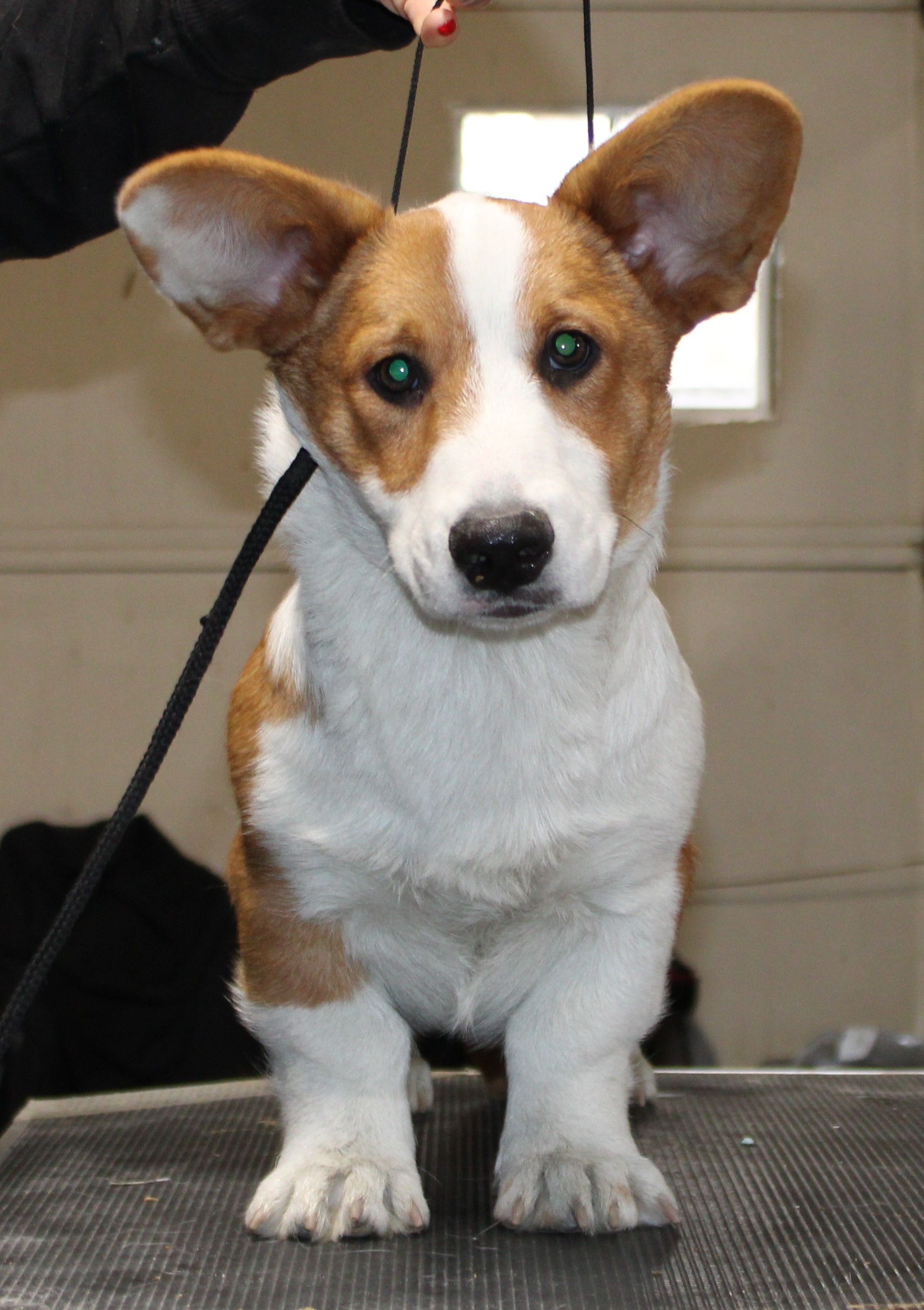 Fluffy Cardigan Welsh Corgi puppy Haze