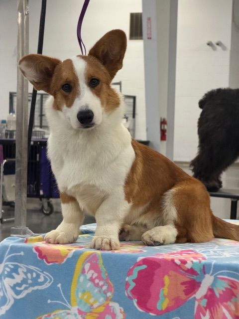 Haze, Cardigan Welsh Corgi puppy for sale at F&M Corgis