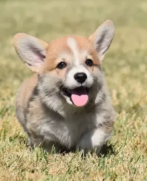 Pembroke Welsh Corgi puppy from F&M Corgis in Kansas