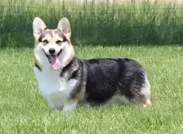 Pembroke Welsh Corgi Females at F&M Corgis