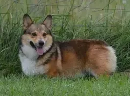 Pembroke Welsh Corgi Males at F&M Corgis