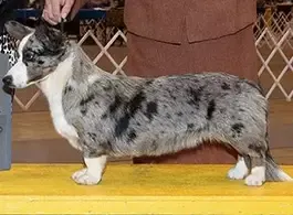 Cardigan Welsh Corgi Females at F&M Corgis