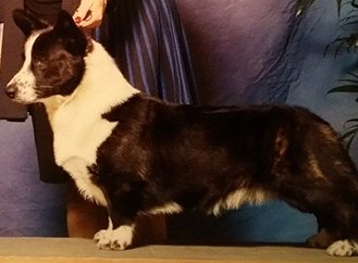 Cardigan Welsh Corgi Males at F&M Corgis