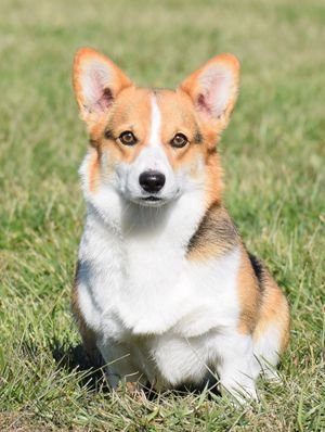 How to Care for Your Pembroke Welsh Corgi