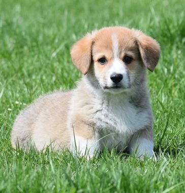 How to Care for Your Pembroke Welsh Corgi