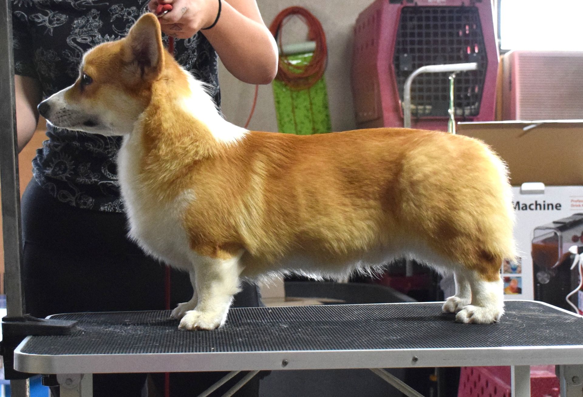 Indy, Pembroke Welsh Corgi sire at F&M Corgis, photo 7