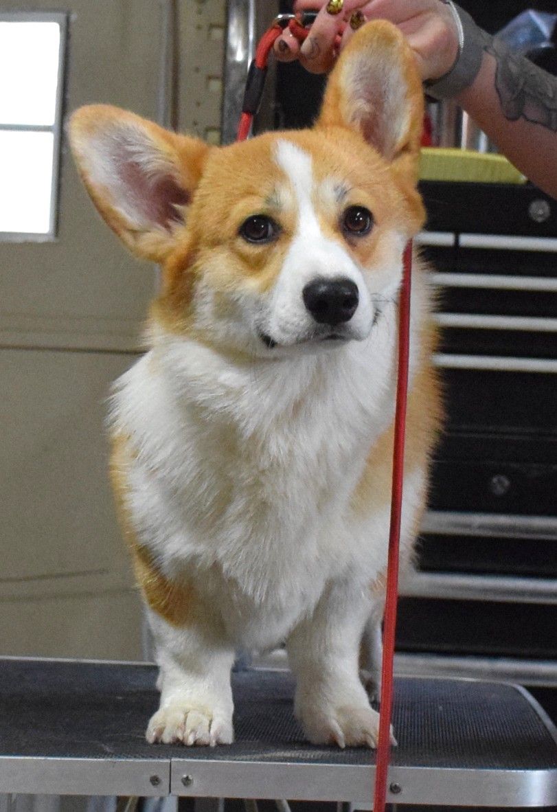 Indy, Pembroke Welsh Corgi sire at F&M Corgis, photo 3