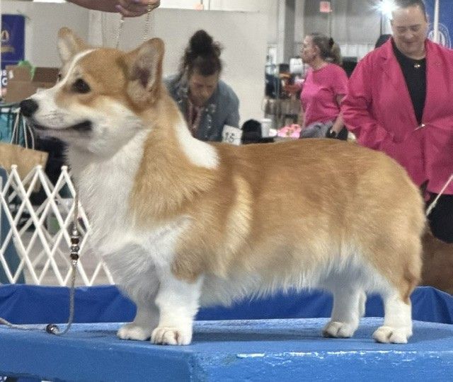 Indy, Pembroke Welsh Corgi sire at F&M Corgis