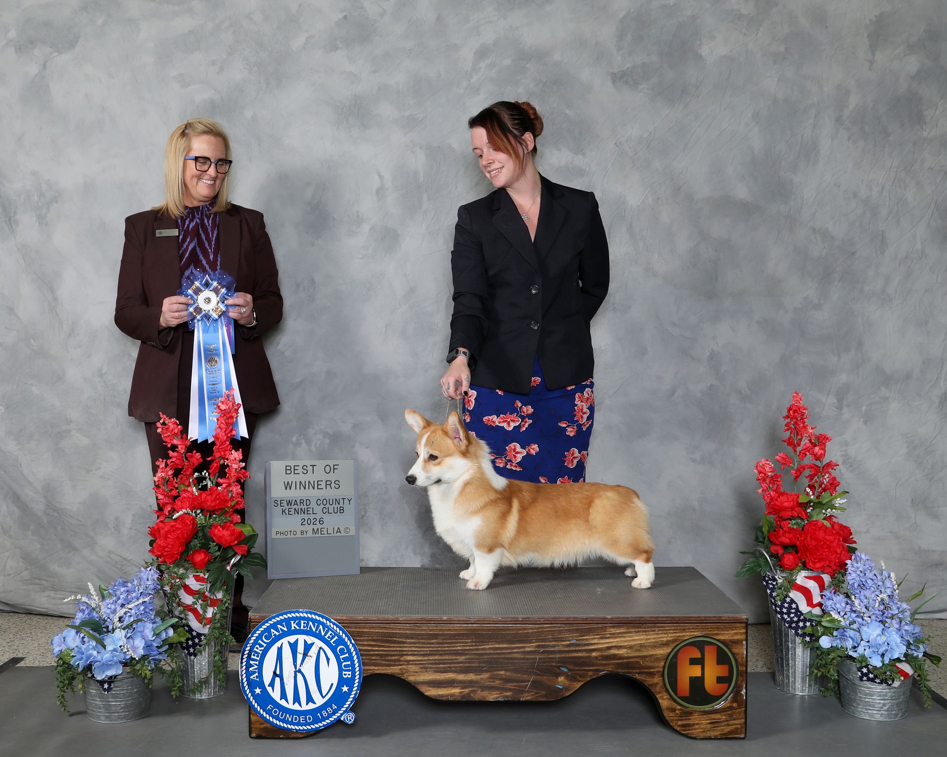 Indy, Pembroke Welsh Corgi sire at F&M Corgis, photo 4