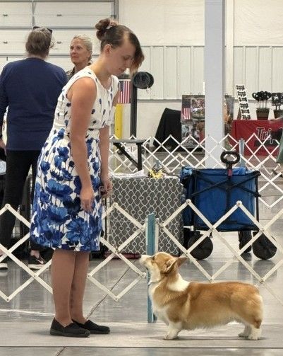 Indy, Pembroke Welsh Corgi sire at F&M Corgis, photo 5