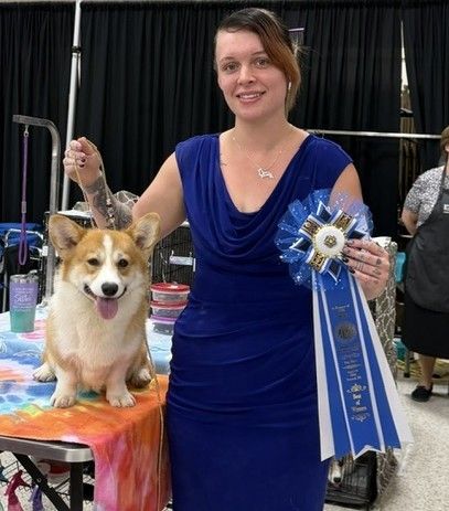 Indy, Pembroke Welsh Corgi sire at F&M Corgis, photo 6