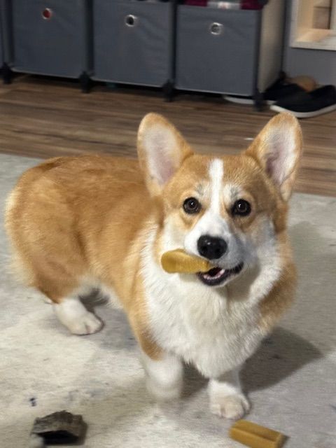 Indy, Pembroke Welsh Corgi sire at F&M Corgis, photo 2