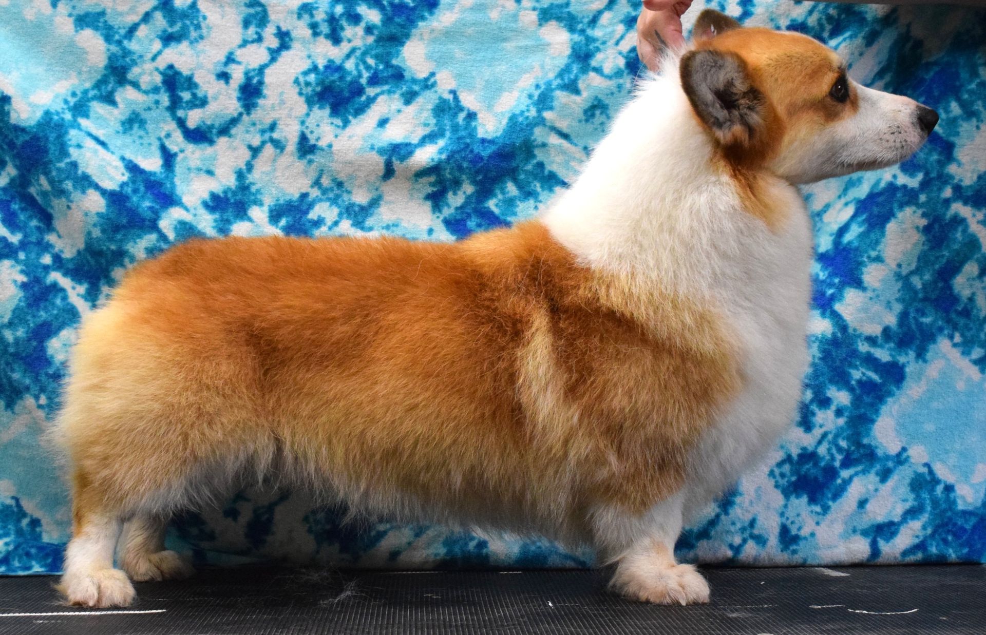 Ivan, Pembroke Welsh Corgi sire at F&M Corgis, photo 6