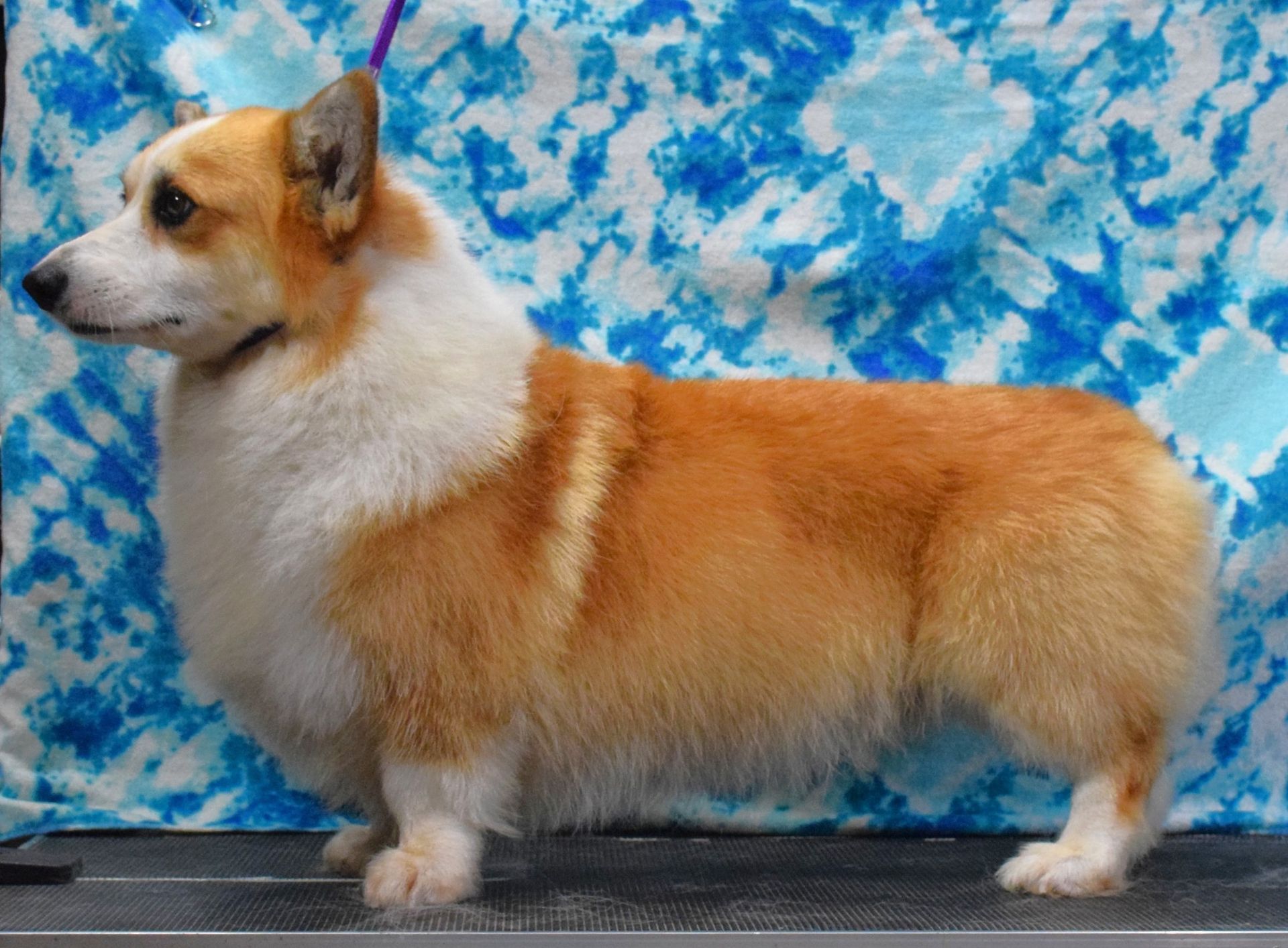 Ivan, Pembroke Welsh Corgi sire at F&M Corgis, photo 5