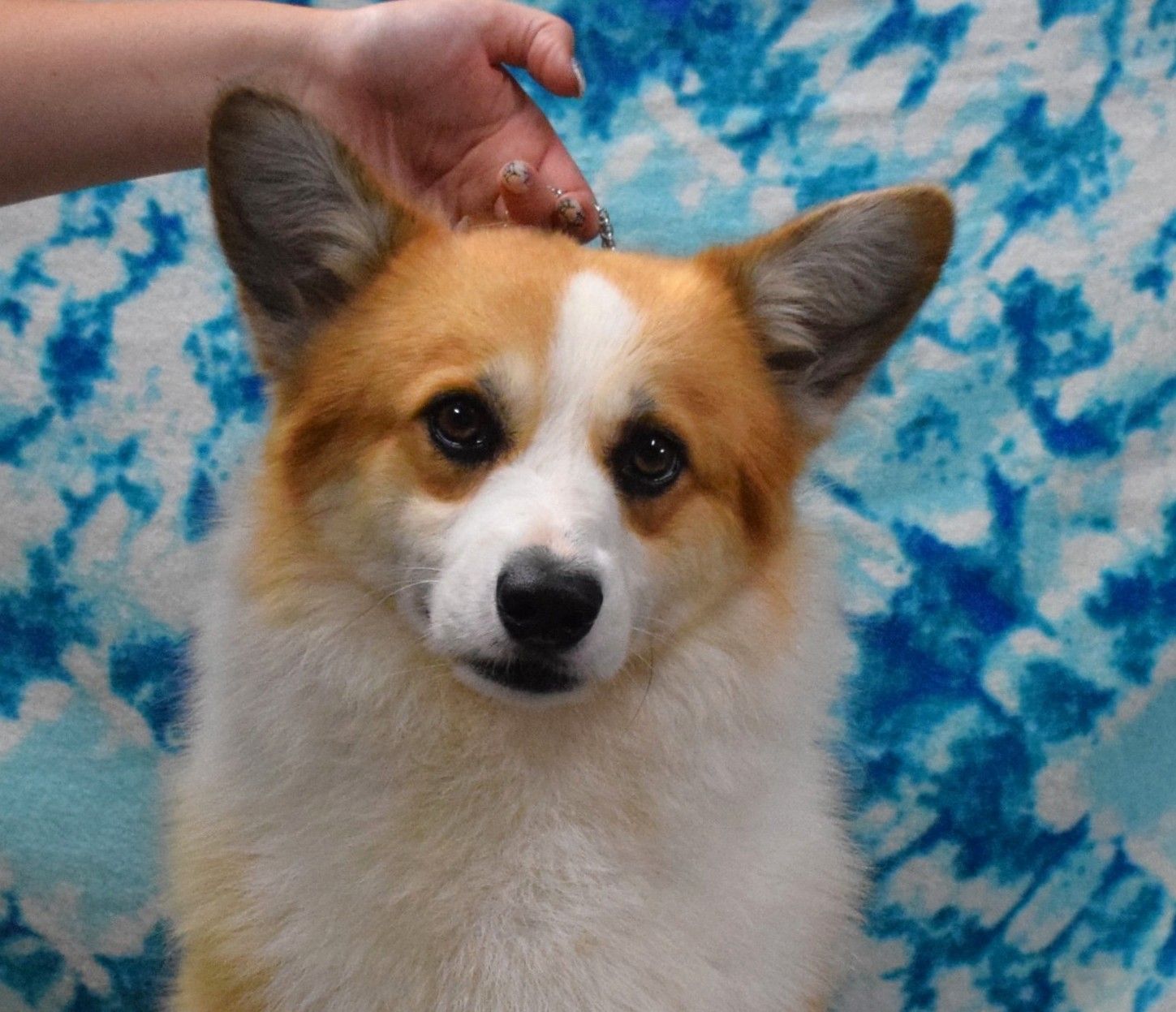 Ivan, Pembroke Welsh Corgi sire at F&M Corgis, photo 7