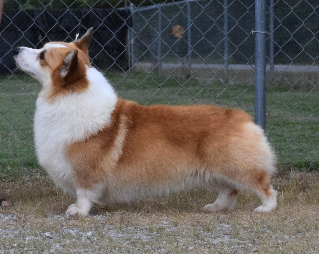 Ivan, Pembroke Welsh Corgi sire at F&M Corgis, photo 2