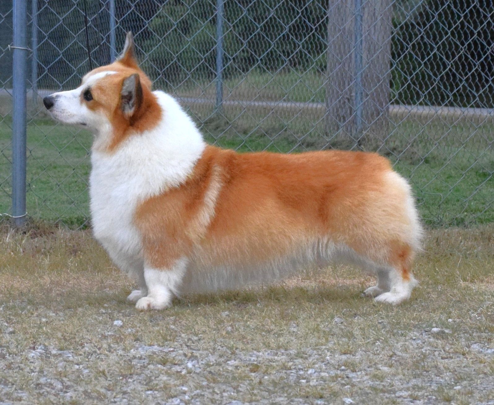 Ivan, Pembroke Welsh Corgi sire at F&M Corgis, photo 3