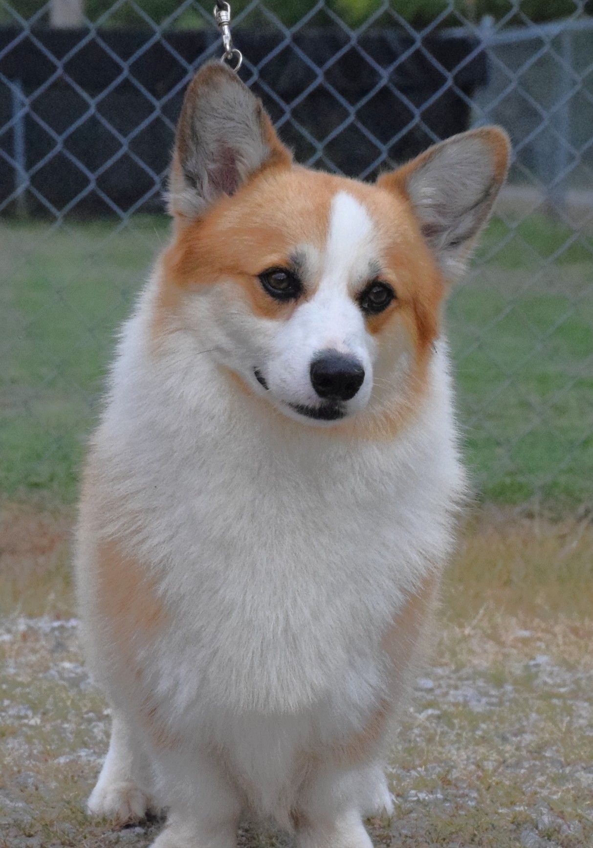 Ivan, Pembroke Welsh Corgi sire at F&M Corgis, photo 4
