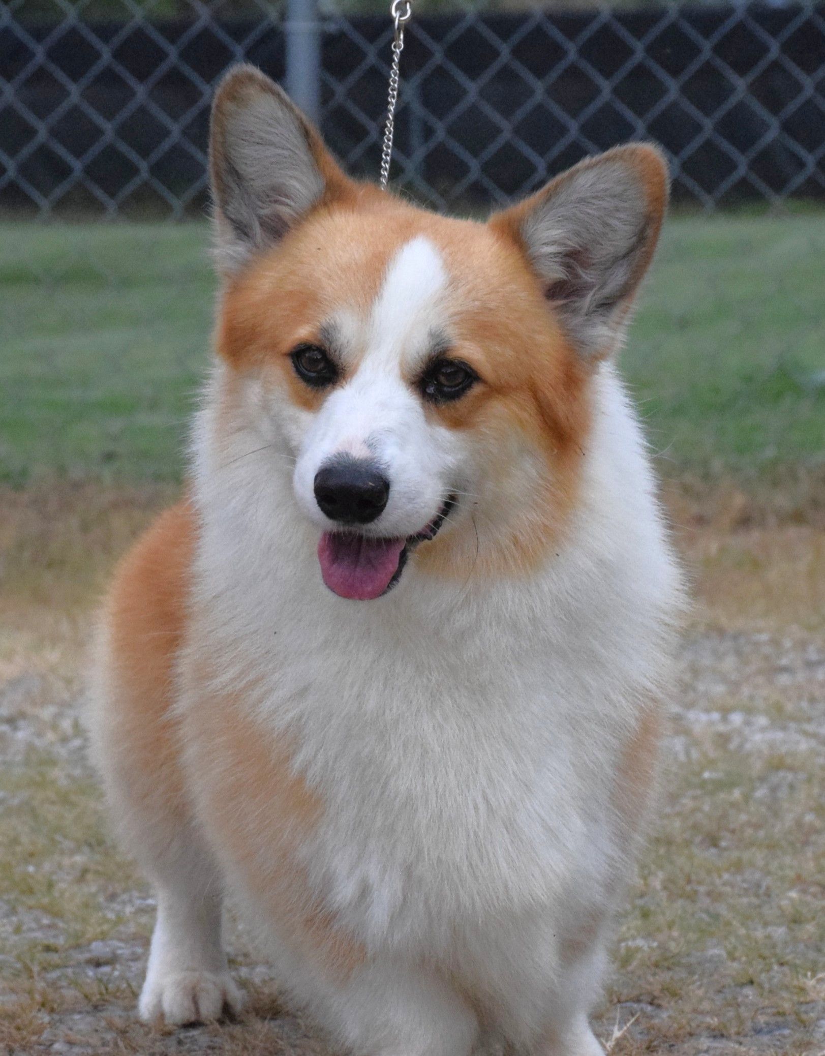 Ivan, Pembroke Welsh Corgi sire at F&M Corgis