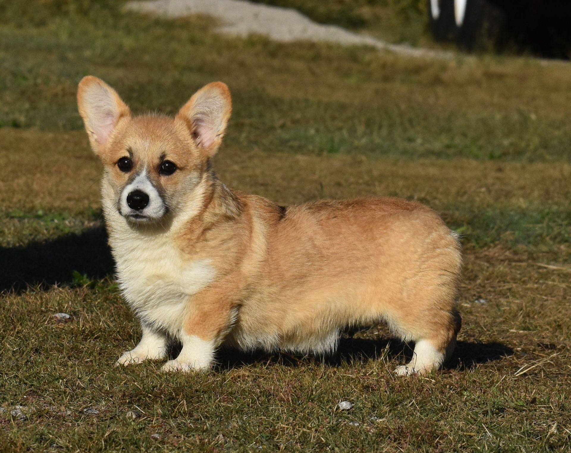 Kevin, Pembroke Welsh Corgi puppy at F&M Corgis, photo 2