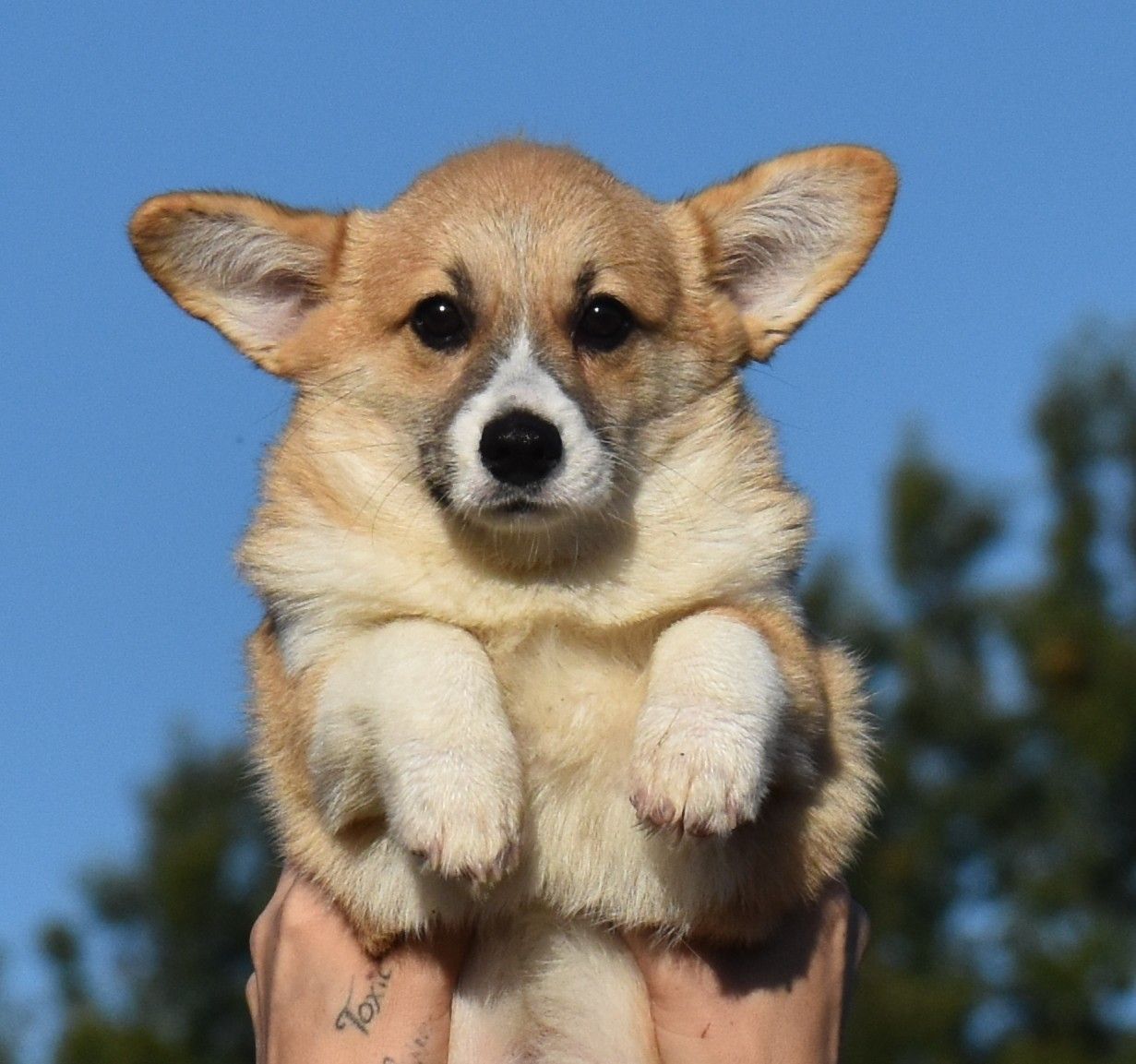 Kevin, Pembroke Welsh Corgi puppy at F&M Corgis, photo 3
